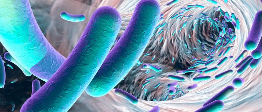 la composizione del microbiota intestinale