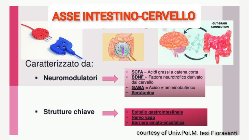 asse intestino cervello, come funziona