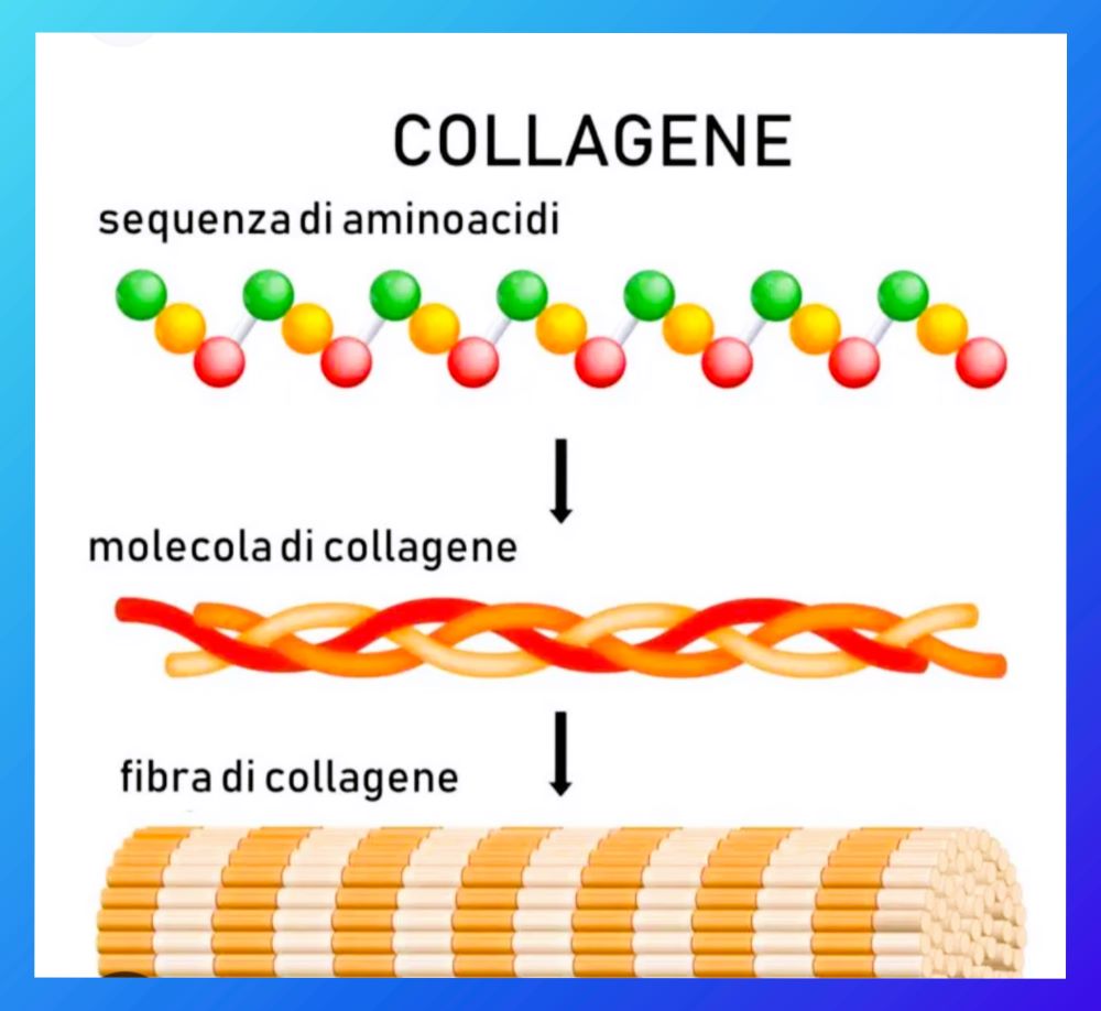 struttura delle fibre di collagene