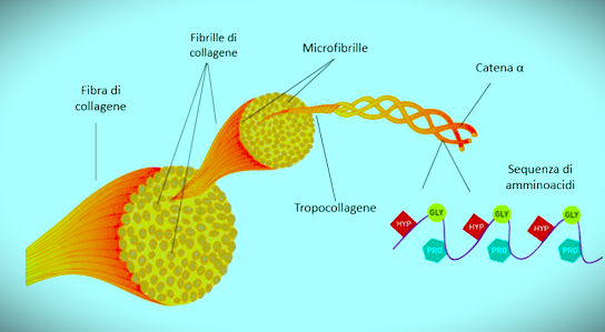 cosa contengono le fibre di collagene